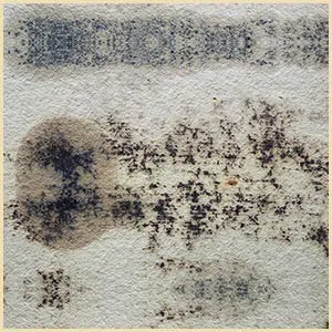 Lake Worth Restoration Company Lake Worth, FL 561-342-1965 - mold-remediation